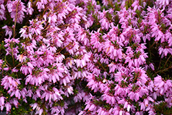 Pink Spangles Heath (Erica carnea 'Pink Spangles') at Bayport Flower Houses