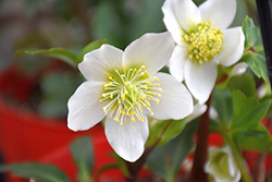 Gold Collection Jacob Hellebore (Helleborus niger 'Jacob') at Bayport Flower Houses