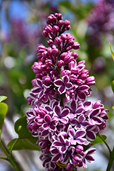 Sensation Lilac (Syringa vulgaris 'Sensation') at Bayport Flower Houses