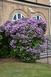 Pocahontas Lilac (Syringa x hyacinthiflora 'Pocahontas') at Bayport Flower Houses