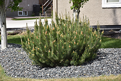 Mugo Pine (Pinus mugo) at Bayport Flower Houses