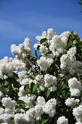 Angel White Lilac (Syringa vulgaris 'Angel White') at Bayport Flower Houses