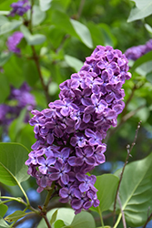 Pocahontas Lilac (Syringa x hyacinthiflora 'Pocahontas') at Bayport Flower Houses