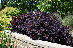 Royal Purple Smokebush (Cotinus coggygria 'Royal Purple') at Bayport Flower Houses