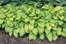 Stained Glass Hosta (Hosta 'Stained Glass') at Bayport Flower Houses