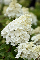 Strawberry Sundae Hydrangea (Hydrangea paniculata 'Rensun') at Bayport Flower Houses