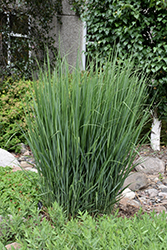 Northwind Switch Grass (Panicum virgatum 'Northwind') at Bayport Flower Houses