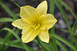 Happy Ever Appster Big Time Happy Daylily (Hemerocallis 'Big Time Happy') at Bayport Flower Houses