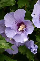 Blue Satin Rose of Sharon (Hibiscus syriacus 'Marina') at Bayport Flower Houses