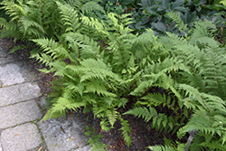 Lady in Red Fern (Athyrium filix-femina 'Lady in Red') at Bayport Flower Houses