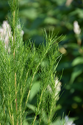 Elegant Feather Dog Fennel (Eupatorium capillifolium 'Elegant Feather') at Bayport Flower Houses