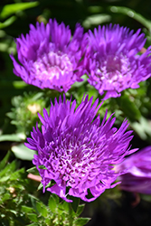 Honeysong Purple Aster (Stokesia laevis 'Honeysong Purple') at Bayport Flower Houses