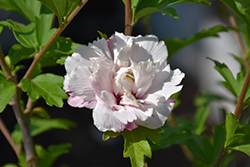 French Cabaret Blush Rose of Sharon (Hibiscus syriacus 'Mindoub 1') at Bayport Flower Houses