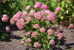 Invincibelle Ruby Hydrangea (Hydrangea arborescens 'NCHA3') at Bayport Flower Houses