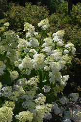 Little Lamb Hydrangea (Hydrangea paniculata 'Little Lamb') at Bayport Flower Houses