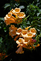 Yellow Trumpetvine (Campsis radicans 'Flava') at Bayport Flower Houses