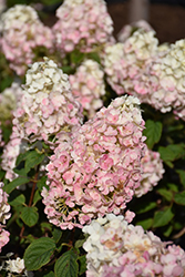 Strawberry Sundae Hydrangea (Hydrangea paniculata 'Rensun') at Bayport Flower Houses