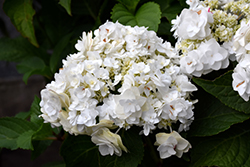 Wedding Gown Hydrangea (Hydrangea macrophylla 'Dancing Snow') at Bayport Flower Houses