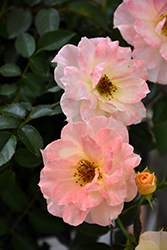 Oso Easy Italian Ice Rose (Rosa 'Chewnicebell') at Bayport Flower Houses