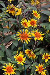 Burning Hearts False Sunflower (Heliopsis helianthoides 'Burning Hearts') at Bayport Flower Houses