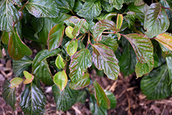 Shiny Dancer Viburnum (Viburnum 'NCVX1') at Bayport Flower Houses