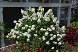 Fire Light Hydrangea (Hydrangea paniculata 'SMHPFL') at Bayport Flower Houses