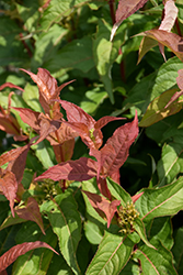 Kodiak Orange Diervilla (Diervilla 'G2X88544') at Bayport Flower Houses