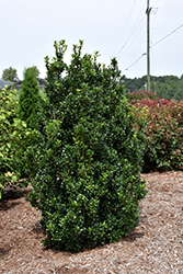 Castle Wall Meserve Holly (Ilex x meserveae 'Heckenstar') at Bayport Flower Houses