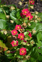 Ruby Ann Strawberry (Fragaria 'Ruby Ann') at Bayport Flower Houses