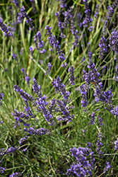 Phenomenal Lavender (Lavandula x intermedia 'Phenomenal') at Bayport Flower Houses