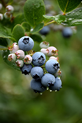 Duke Blueberry (Vaccinium corymbosum 'Duke') at Bayport Flower Houses