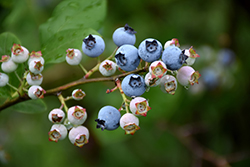 Highbush Blueberry (Vaccinium corymbosum) at Bayport Flower Houses