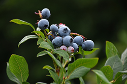 Northland Blueberry (Vaccinium corymbosum 'Northland') at Bayport Flower Houses