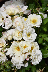 White Drift Rose (Rosa 'Meizorland') at Bayport Flower Houses