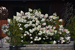 Vanilla Strawberry Hydrangea (Hydrangea paniculata 'Renhy') at Bayport Flower Houses