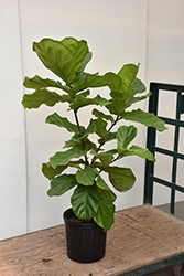 Fiddle Leaf Fig (Ficus lyrata) at Bayport Flower Houses