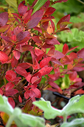 Jelly Bean Blueberry (Vaccinium 'ZF06-179') at Bayport Flower Houses