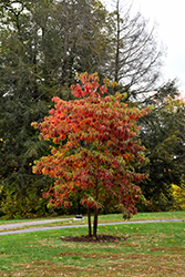 Sassafras (Sassafras albidum) at Bayport Flower Houses