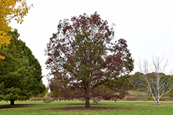White Oak (Quercus alba) at Bayport Flower Houses