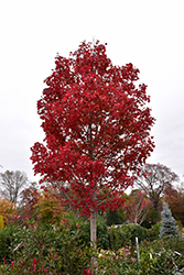 October Glory Red Maple (Acer rubrum 'October Glory') at Bayport Flower Houses