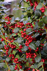 Dr. Kassab Holly (Ilex 'Dr. Kassab') at Bayport Flower Houses