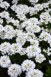 Purity Candytuft (Iberis sempervirens 'Purity') at Bayport Flower Houses