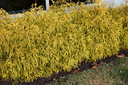 Golden Charm Falsecypress (Chamaecyparis pisifera 'Golden Charm') at Bayport Flower Houses