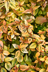 Kaleidoscope Abelia (Abelia x grandiflora 'Kaleidoscope') at Bayport Flower Houses