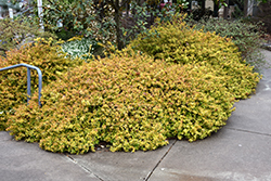 Kaleidoscope Abelia (Abelia x grandiflora 'Kaleidoscope') at Bayport Flower Houses