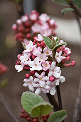 Spice Girl Koreanspice Viburnum (Viburnum carlesii 'Spiro') at Bayport Flower Houses