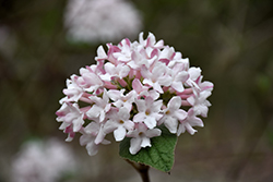 Spice Baby Koreanspice Viburnum (Viburnum carlesii 'SMVCB') at Bayport Flower Houses