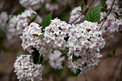 Spice Baby Koreanspice Viburnum (Viburnum carlesii 'SMVCB') at Bayport Flower Houses