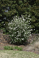 Burkwood Viburnum (Viburnum x burkwoodii) at Bayport Flower Houses