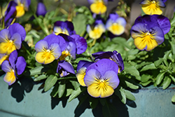 Cool Wave Morpho Pansy (Viola x wittrockiana 'PAS1077347') at Bayport Flower Houses